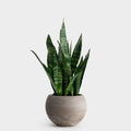 Sansevieria (Σανσιβέρια)