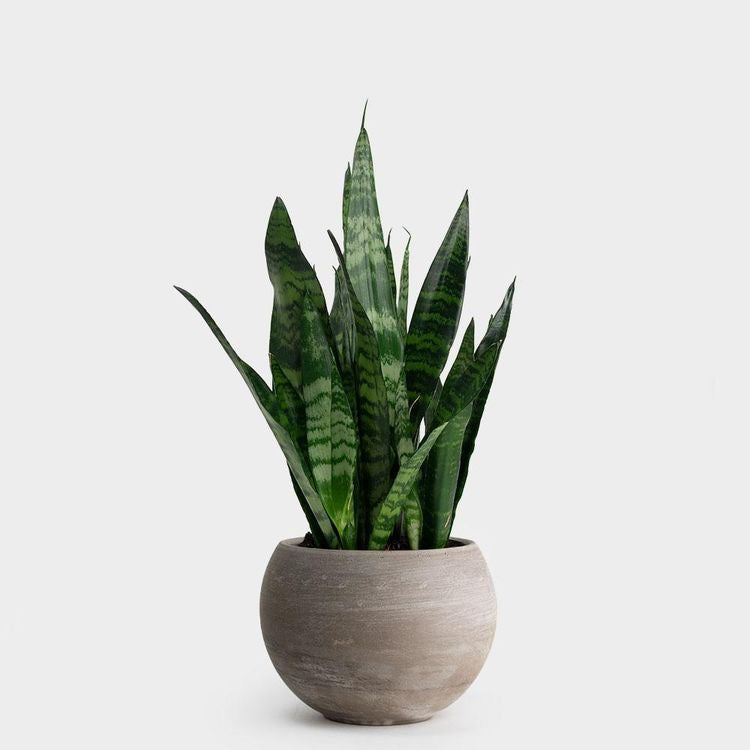 Sansevieria (Σανσιβέρια)