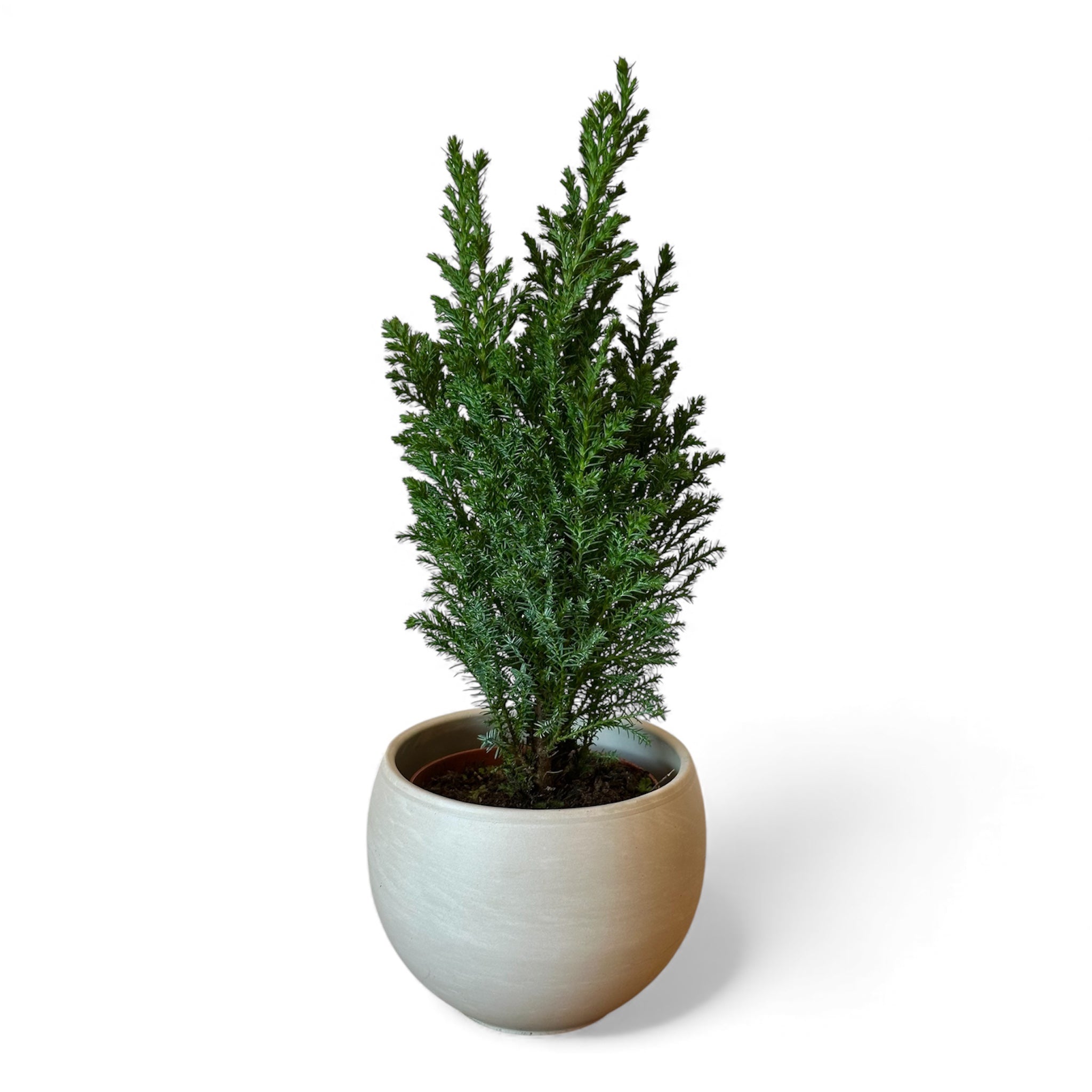 Ελγούντι δεντράκι