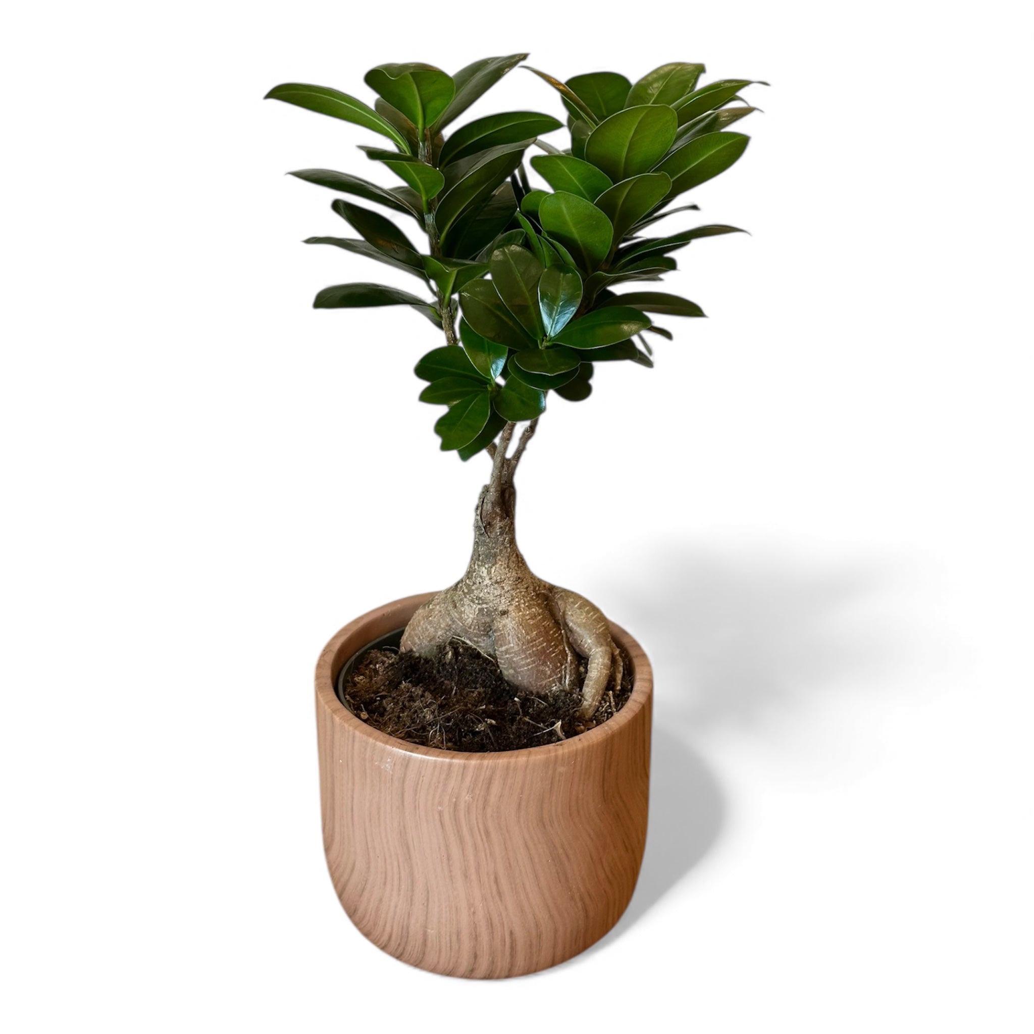 Φίκος μπονσάι τζινσενγκ