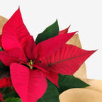 Αλεξανδρινό μεσαίο