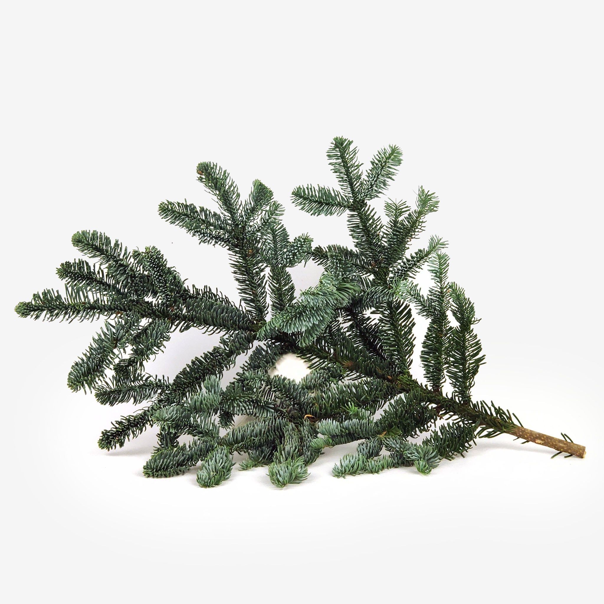 Έλατο κλαδί